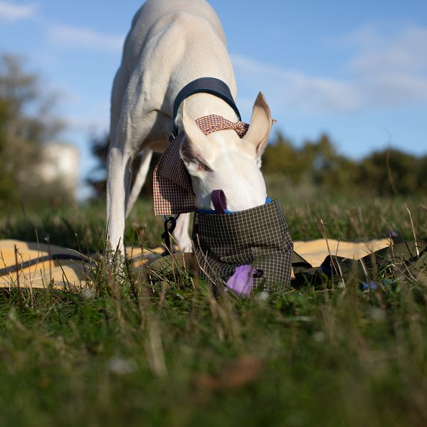 Pies z nosem w saszetce na smaczki 77dogs, na trawie
