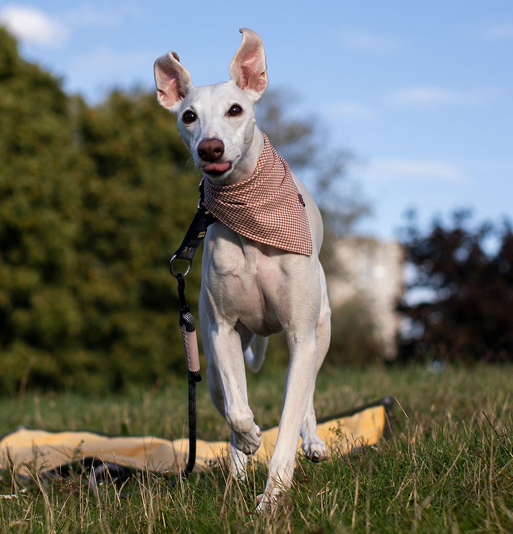 Pies w chustce na trawie, na spacerze ze smyczą 77dogs